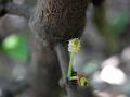 African Mangosteen